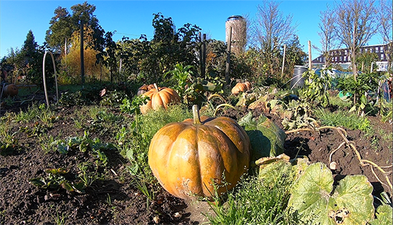 Foto van een mooie pompoen